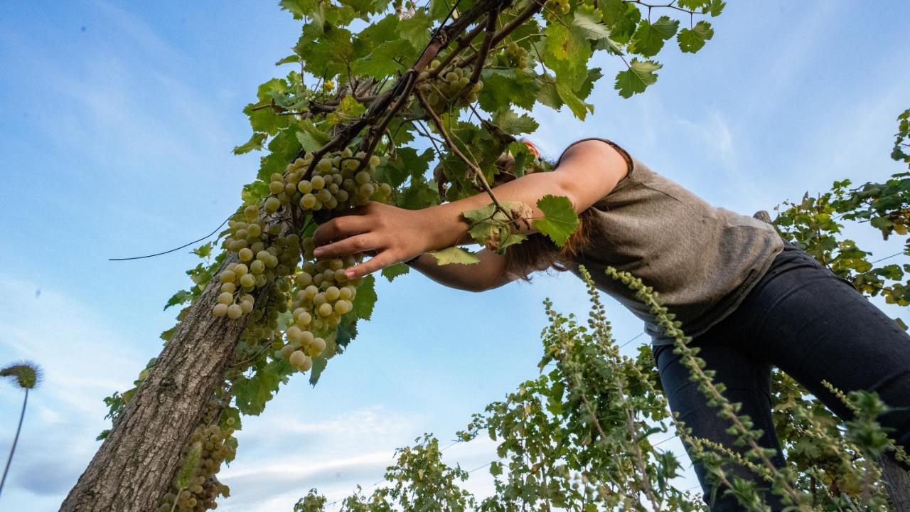 Chateau Mosmieri Hotel & Winery 泰拉维 外观 照片